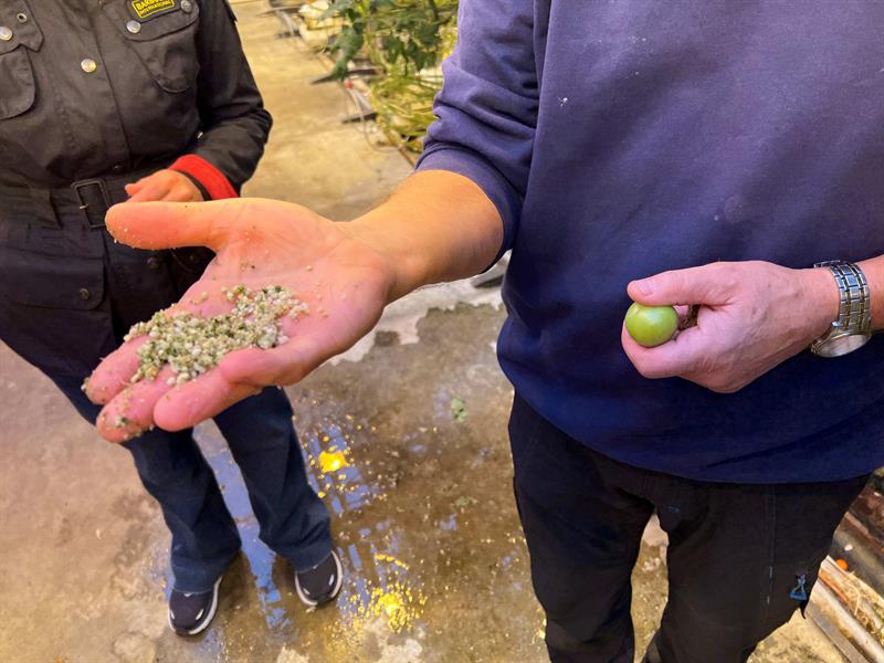 Mære landbruksskole har de senere årene blitt en attraktiv testarena for flere FoU-miljøer i landbruket. Her viser en mann fram tomatplanter i veksthuset for tomatplanter. Foto: Ida Valsø