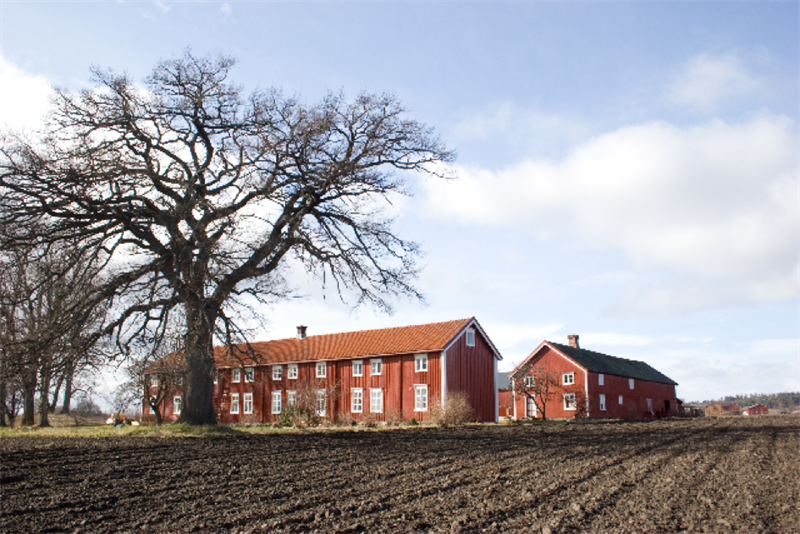 Logstein på Frosta er 43 meter lang og kanskje fylkets lengste lån? (Foto: Kolbein Dahle)