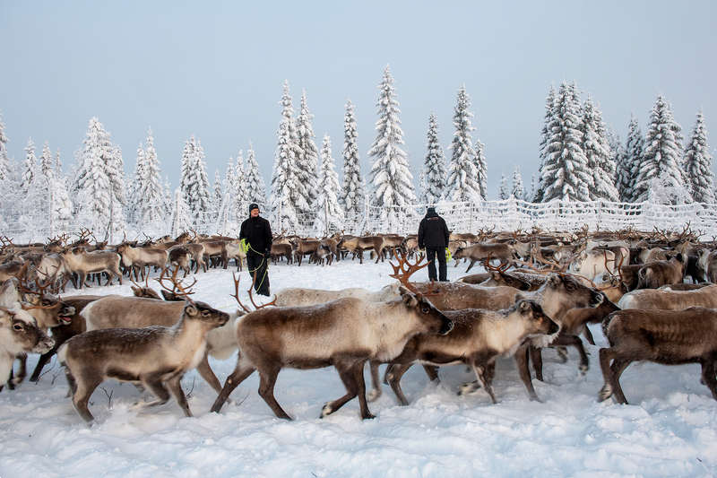 Bilde av reinsdyrflokk i reindrifta.