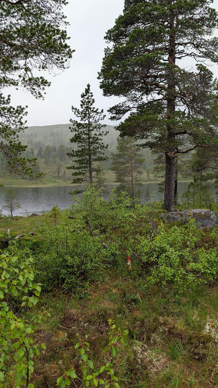 Her skal dagsturhytta stå i Namsos. Foto: Gjermund Rye, Namsos kommune.