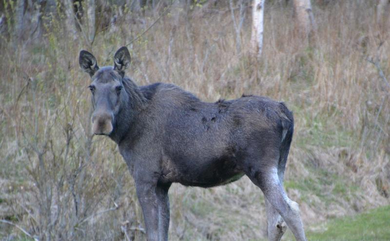 Bilde av en elg som ser i kameraet (Foto: R. Myrvang).